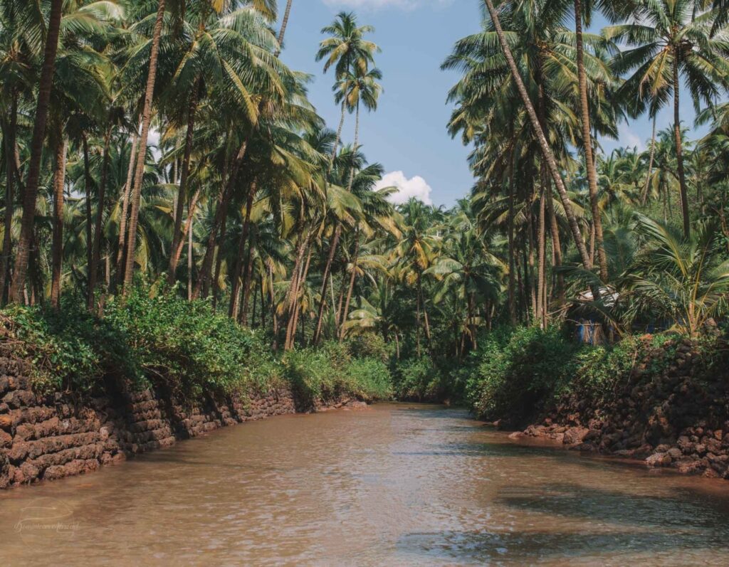 Cola Beach 1 "Scenic lagoon surrounded by palm trees at Cola Beach, South Goa"