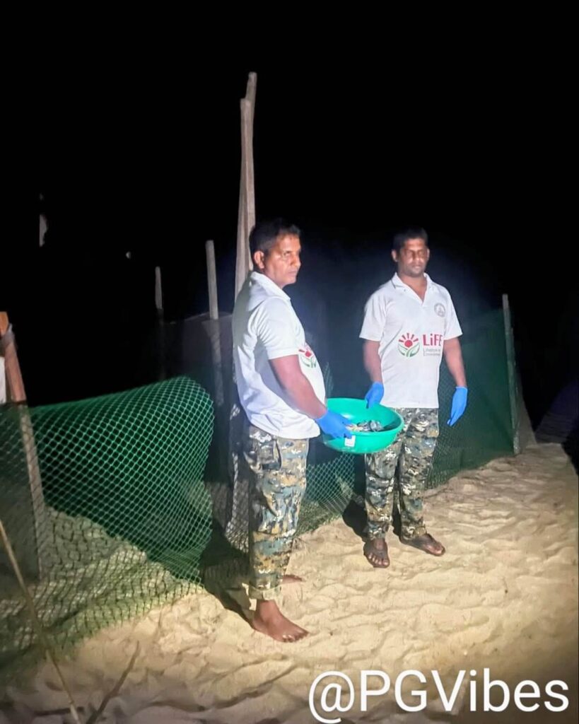 Turtle Nesting Goa–Best Beaches,Time & Tips 1 turtle nesting goa