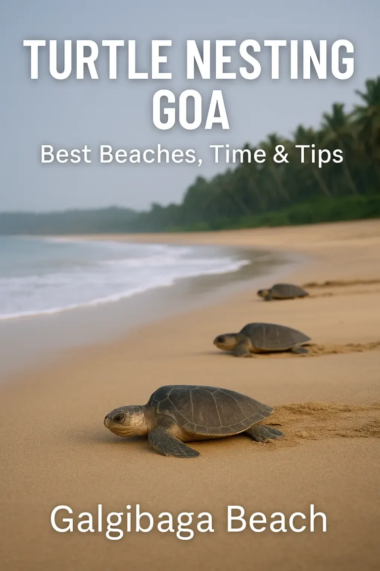 turtle nesting goa