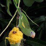 bird, parakeet, mango, nature, tropic, brazil, wild life