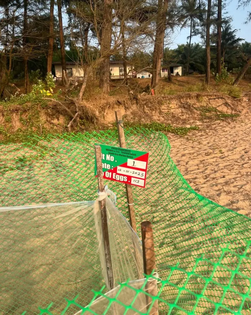 Turtle Nesting Goa–Best Beaches,Time & Tips 2 galgibaga beach